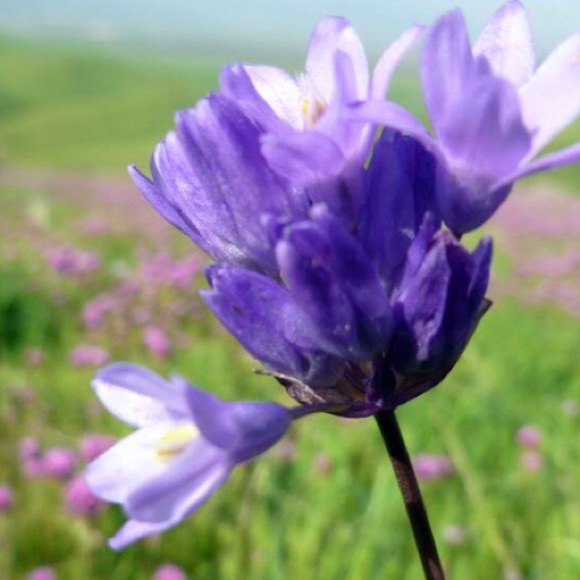 My California closet is nonsmoking - Picture 1 of 1